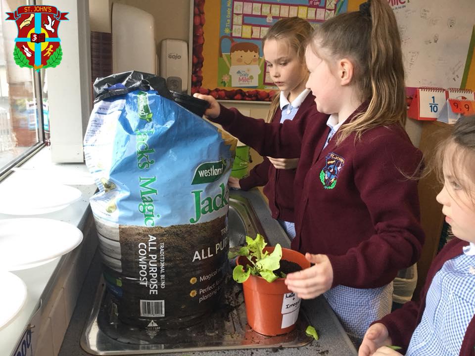 Y6 ECO Committee planting vegetables