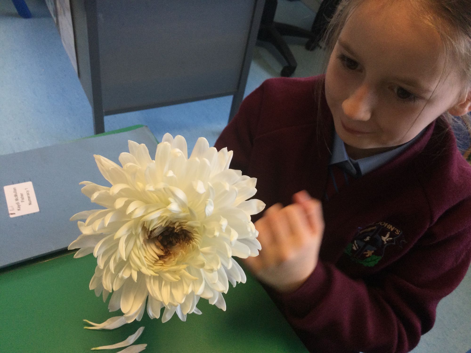 Investigating different flowers and learning about pollination in Y6.