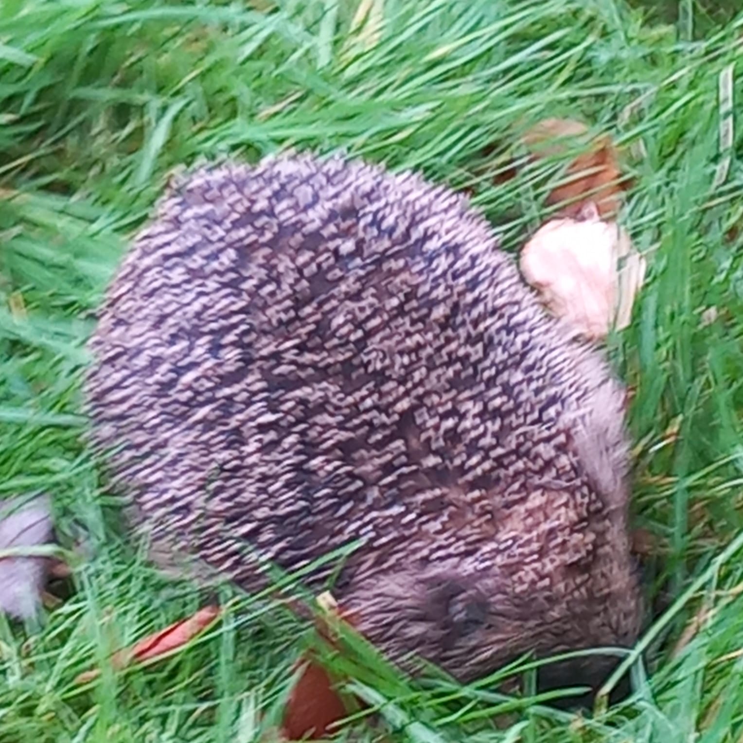 A little visitor in the outdoor classroom.