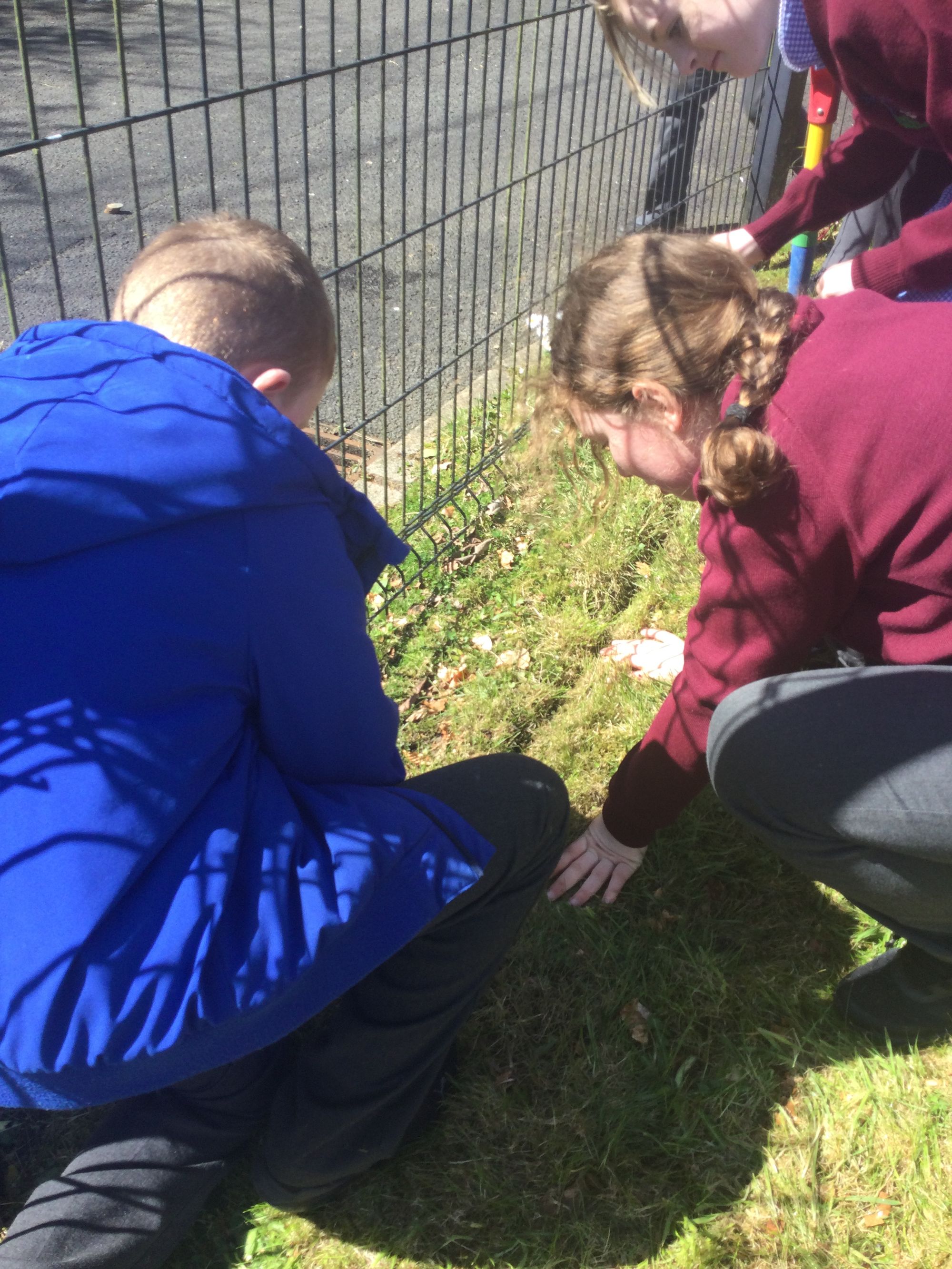 Some Sunflower Fun in Year 6.