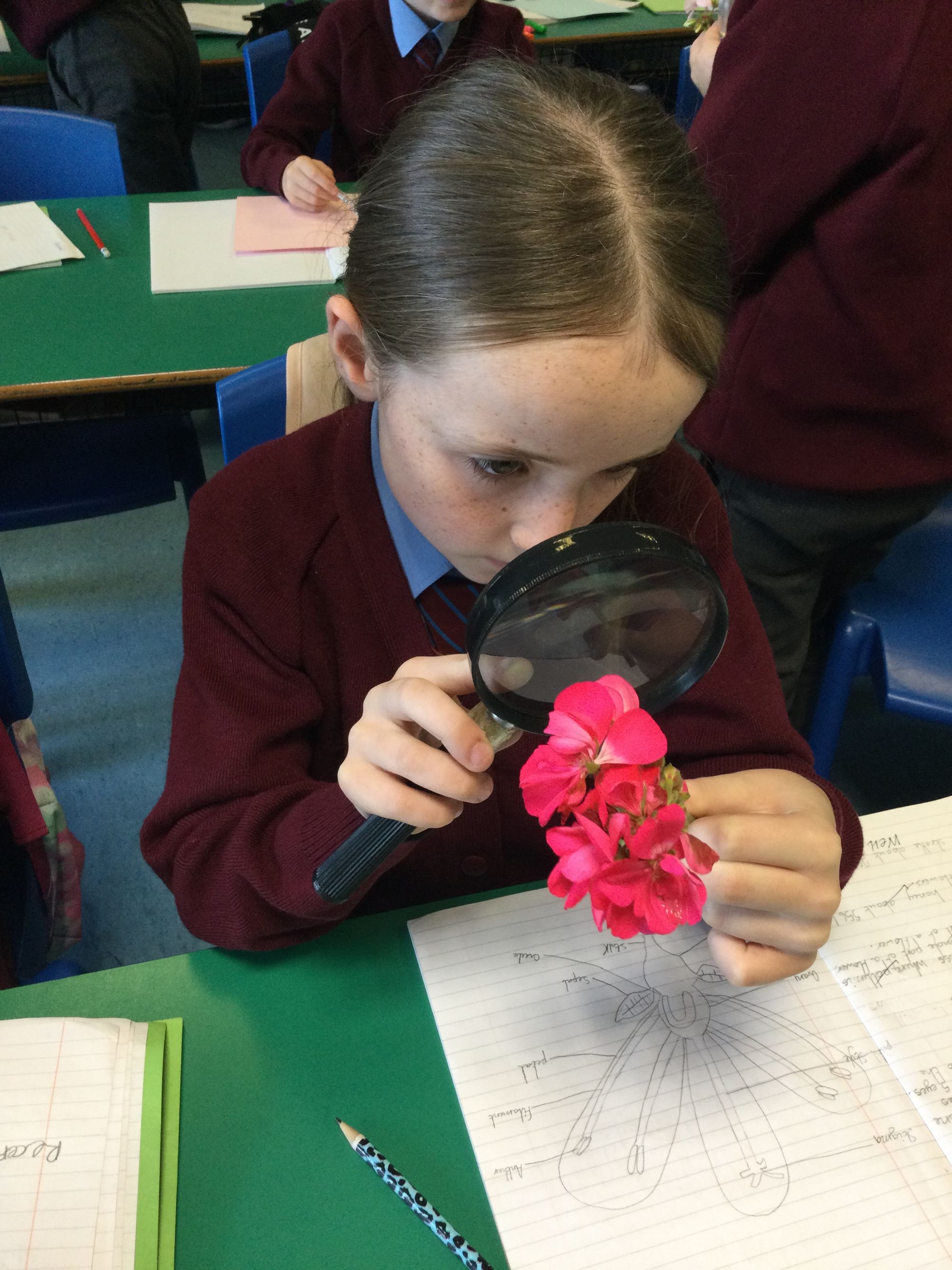 Table top investigations in Y6