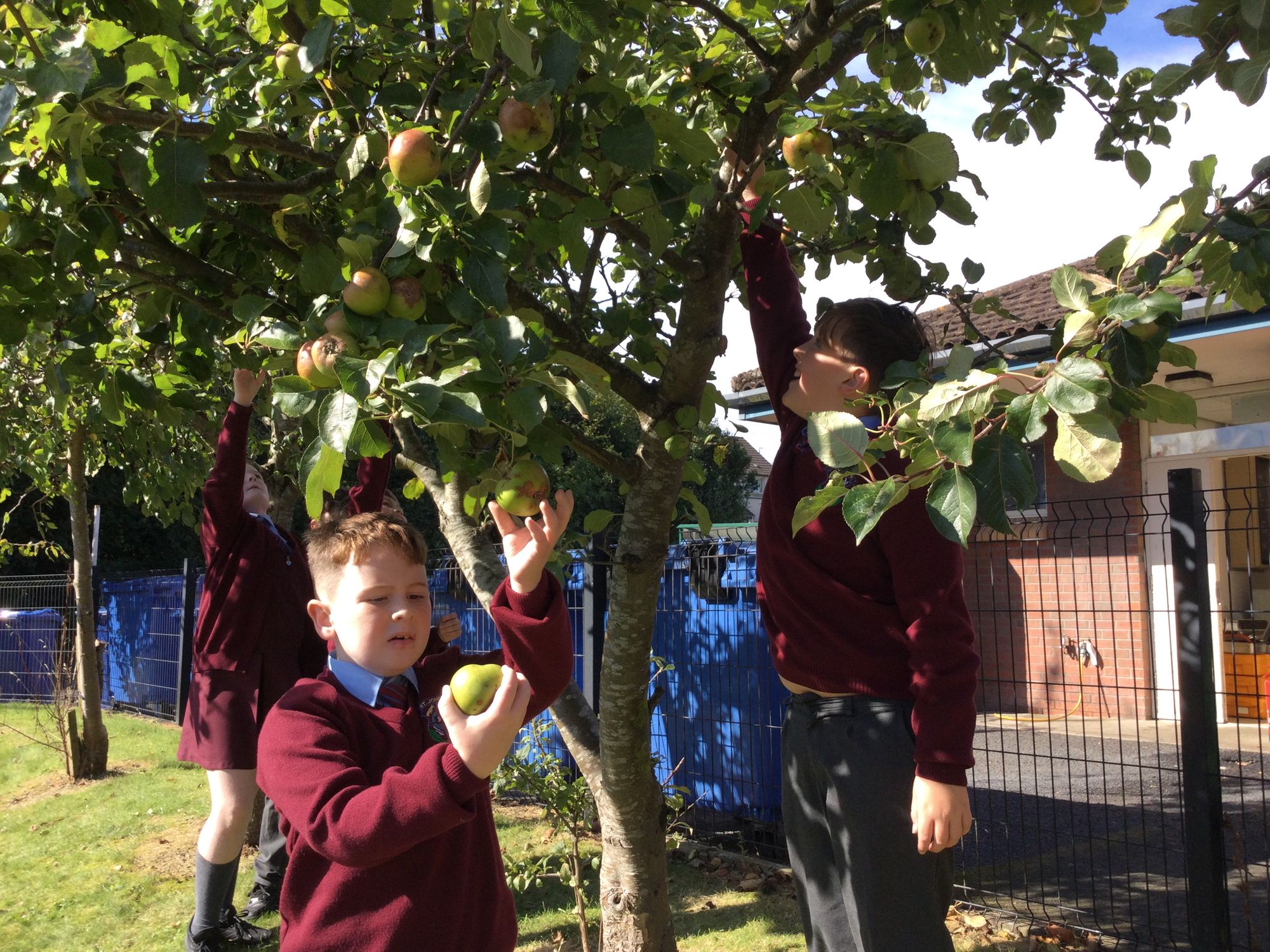 Today the ECO Committee harvested our fabulous cro