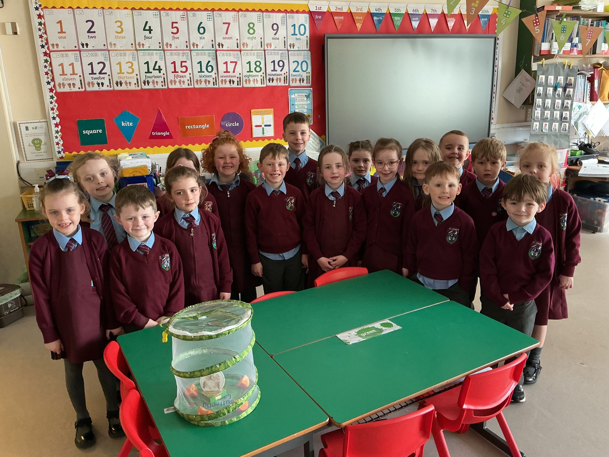 Year 2A move their chrysalis into their butterfly habitat 🐛🦋