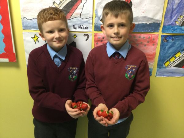 Fresh Strawberries Anyone?
