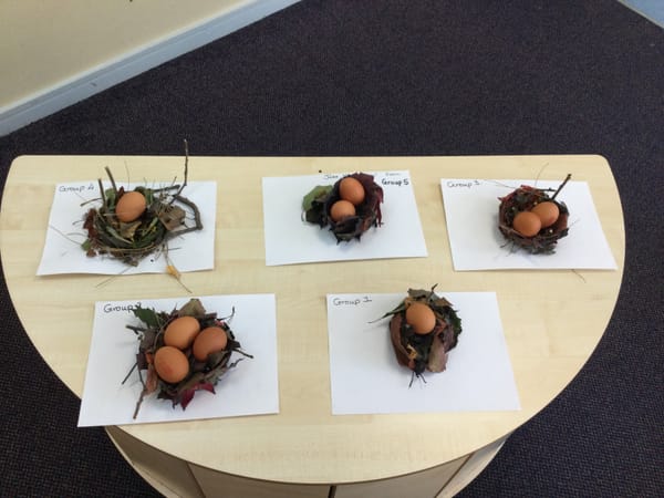 3B Nature Walk and Bird Nest Experiment
